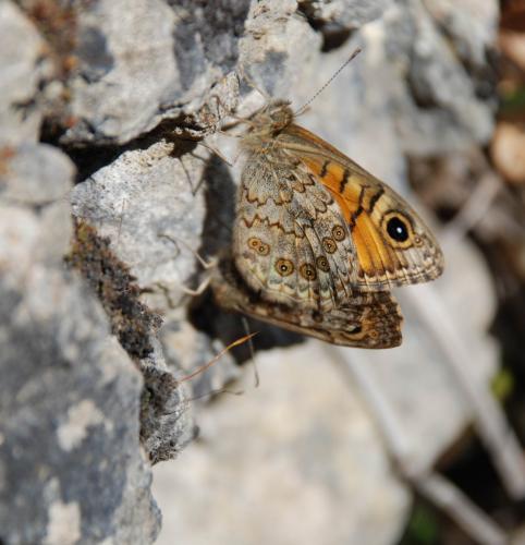 Lasiommata megera