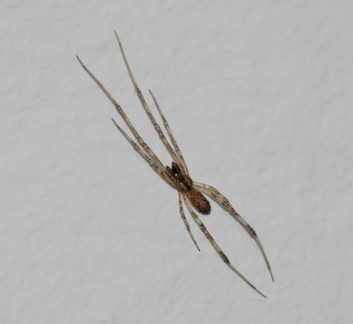 Episinus maculipes