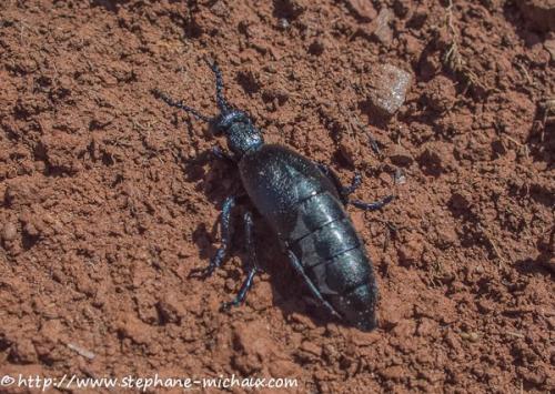 Meloe proscarabaeus