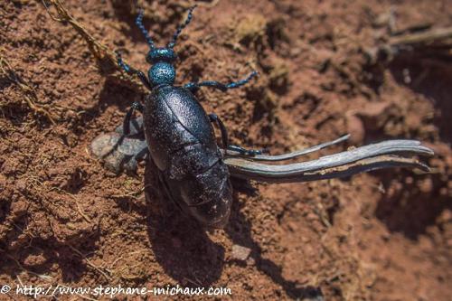 Meloe proscarabaeus
