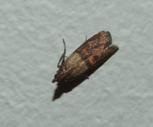 Réf. 83 023 : Plodia interpunctella