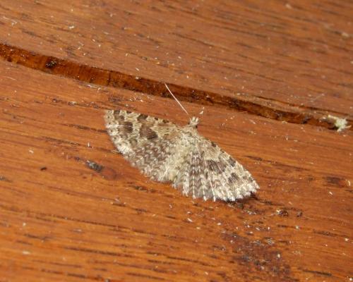 Alucita hexadactyla
