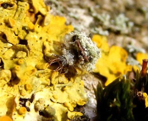 Pseudomallada sp.