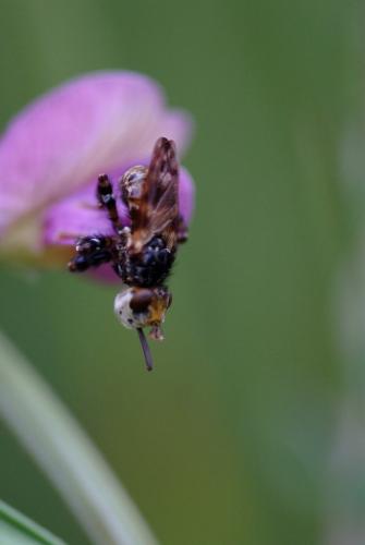Myopa picta
