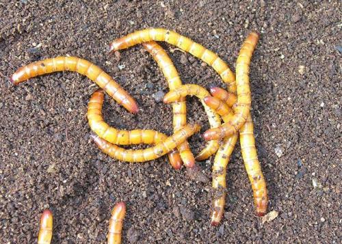Brachygonus dubius