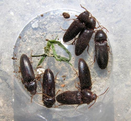 Brachygonus dubius