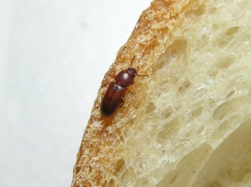 Réf. 83 779 : Gnatocerus cornutus