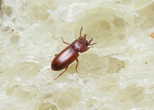 Réf. 83 782 : Gnatocerus cornutus