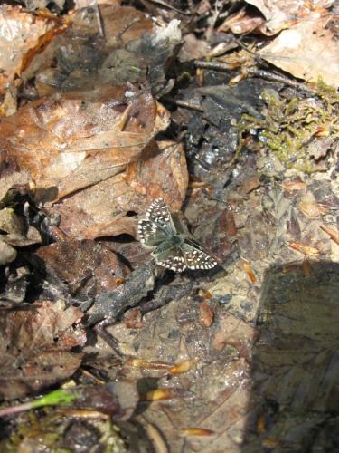 Pyrgus sp.