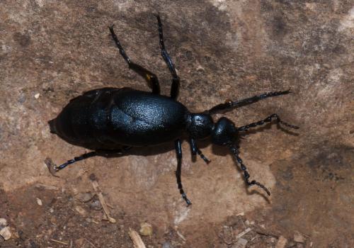 Meloe sp.