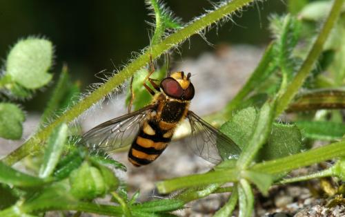 Réf. 83 193 : Eupeodes latifasciatus