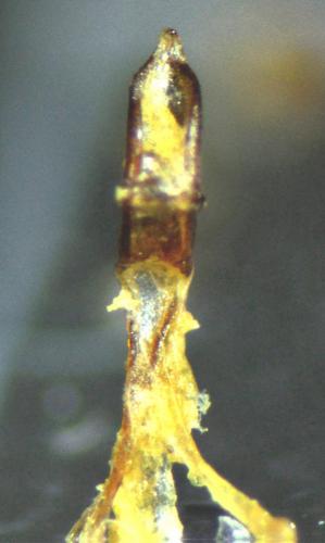 Dichotrachelus muscorum