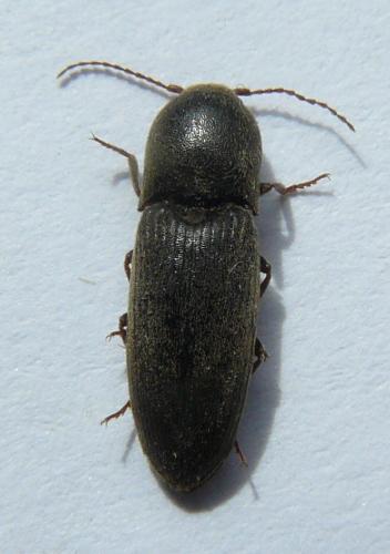 Réf. 83 918 : Agriotes obscurus
