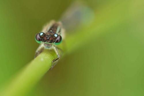 Ischnura elegans