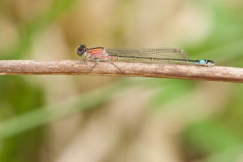 Ischnura elegans