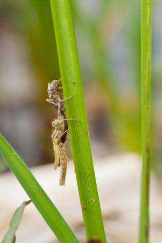 Pyrrhosoma nymphula