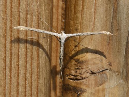 Réf. 83 063 : Emmelina monodactyla