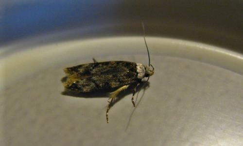 Endrosis sarcitrella