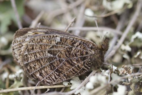 Erebia epistygne