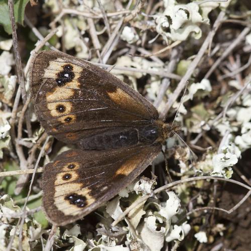 Erebia epistygne