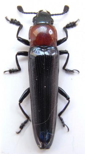 Réf. 83 310 : Tetralanguria sp.