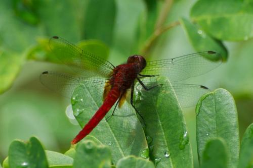 Erythemis mithroides