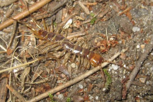 Lithobius variegatus