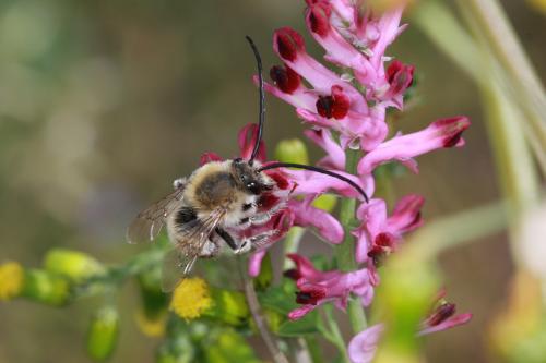 Eucera nigrescens