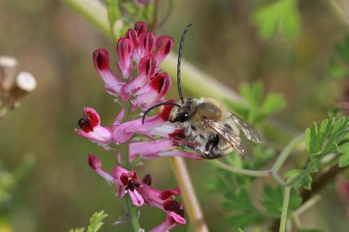 Réf. 83 740 : Eucera nigrescens