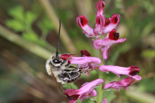 Eucera nigrescens