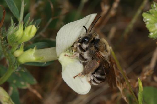 Eucera sp.