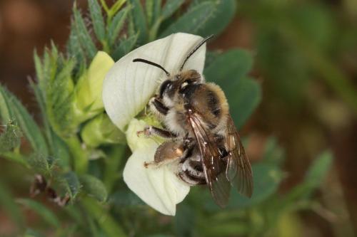 Eucera sp.