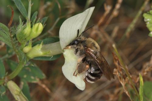 Réf. 83 796 : Eucera sp.