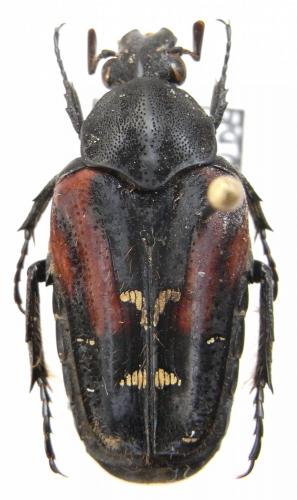 Taeniodera sp.