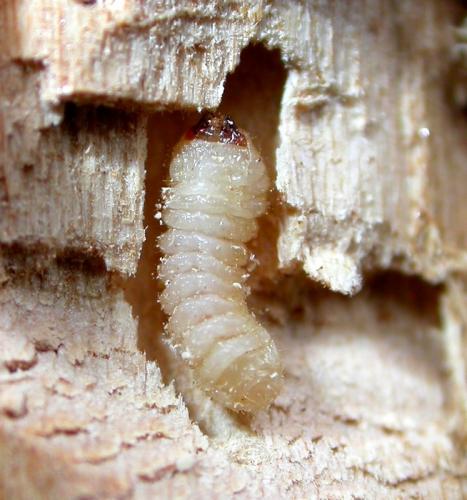 Réf. 83 843 : Exocentrus lusitanus