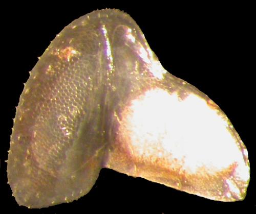 Porcellio monticola