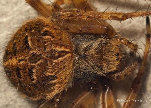 Agalenatea redii
