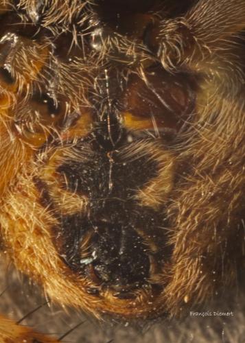 Agalenatea redii