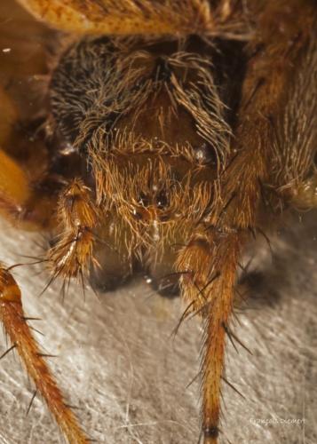 Agalenatea redii