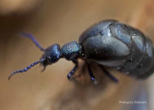 Meloe proscarabaeus