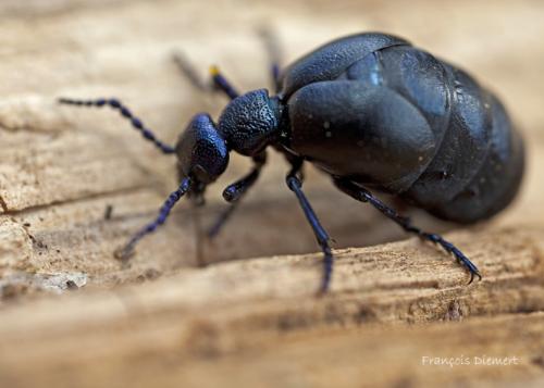 Meloe proscarabaeus