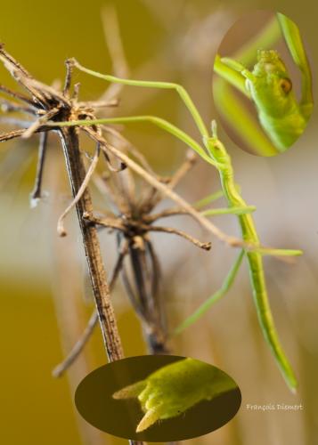 Clonopsis gallica