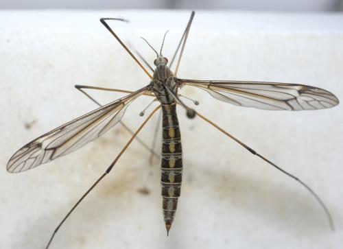 Tipula montium
