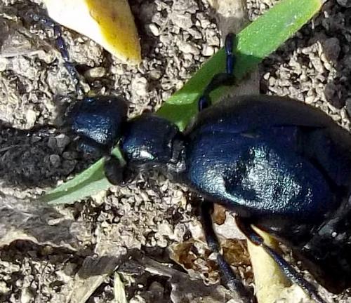 Meloe sp.