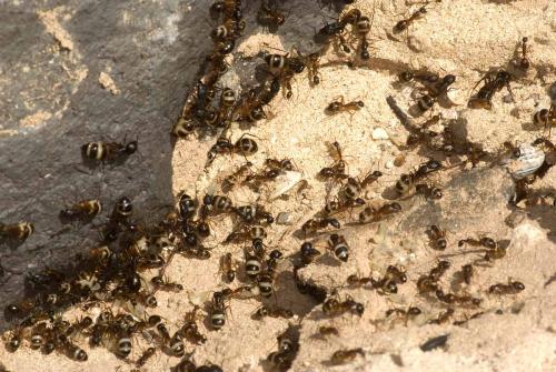 Camponotus sp.