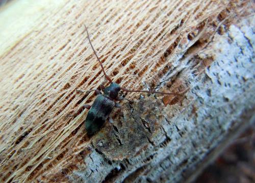Réf. 83 728 : Exocentrus lusitanus