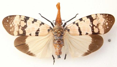 Réf. 83 797 : Pyrops sp.