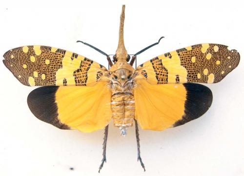 Réf. 83 798 : Pyrops sp.