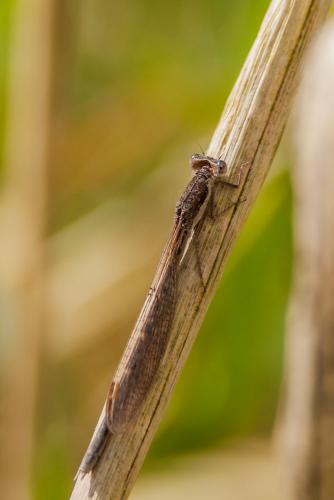 Réf. 83 682 : Sympecma fusca