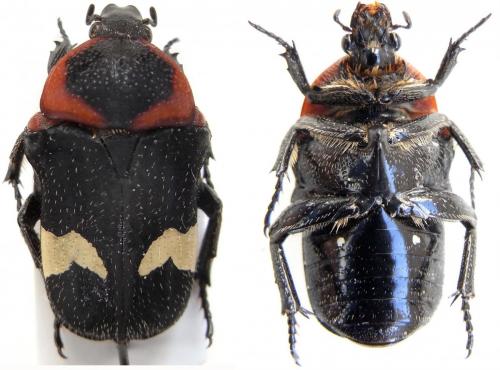 Glycosia tricolor